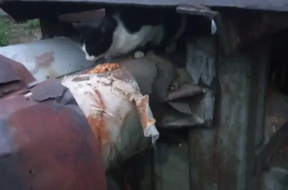 Найдена черногорская кошка на Октябрьском проспекте, 201, Люберцы