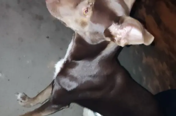 Собака Девочка-шоколадка найдена на Бойлерной улице