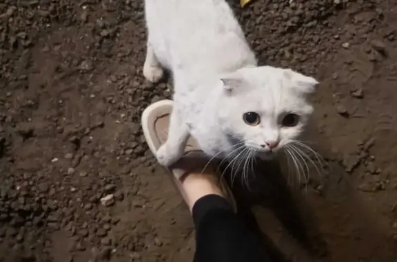 Найдена кошка: Белый мальчик с черным хвостиком, ул. Суворова, 116А, Воронеж