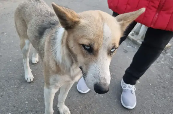 Собака ищет хозяина возле Рынок новый, Байкальская улица, 32