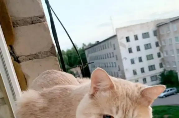 Пропала кошка Котик, ул. Худайбердина, 101