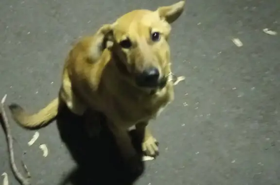 Найдена собака в Желтом ошейнике, Старый Оскол