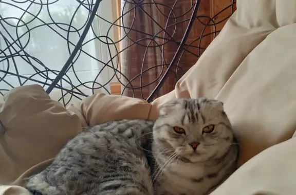 Пропала кошка Муся в Ивановской области