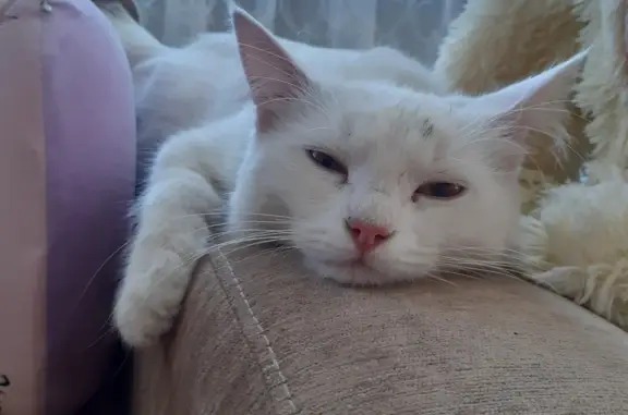 Пропала кошка: ул. Васенко, 32, Саранск