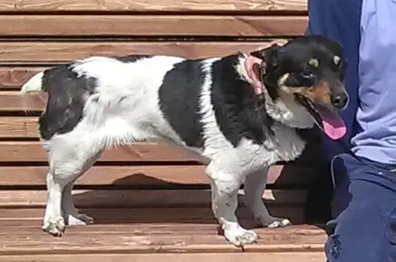 Пропала черно-белая собака в Шахтах, Тюменский переулок
