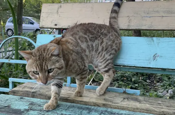 Найден голодный кот бенгальского окраса у дома 23/1 на Хутынской улице
