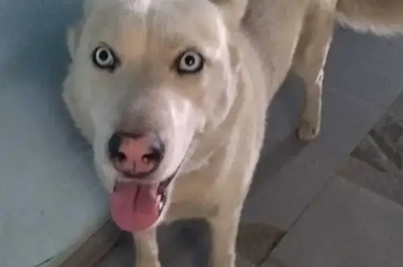 Пропала собака на Новой улице, Московская область