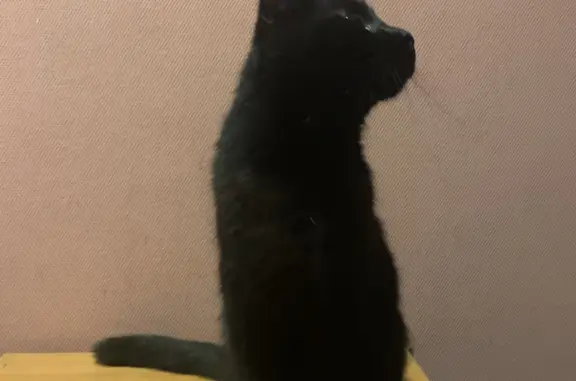 Найден черный котик на Мадонской ул., 20, Орехово-Зуево