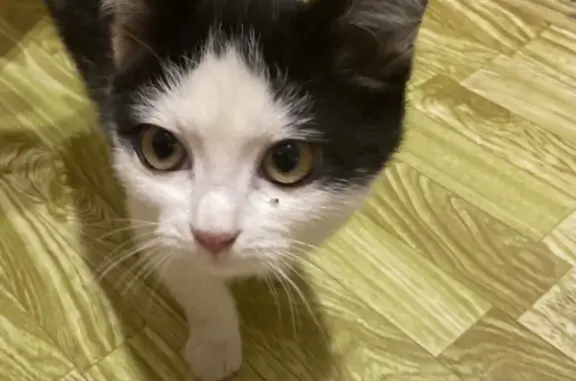 Найдена кошка в Туймазах, ищет дом