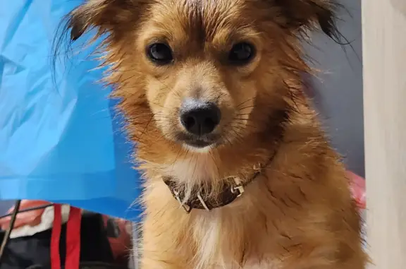 Найдена рыжая собака на Летней улице, 26, Калининград