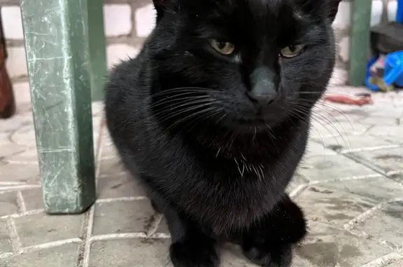 Найден черный кот рядом с Ефаново, готов отдать хозяевам