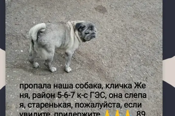 Пропала собака на Казанском проспекте, Набережные Челны