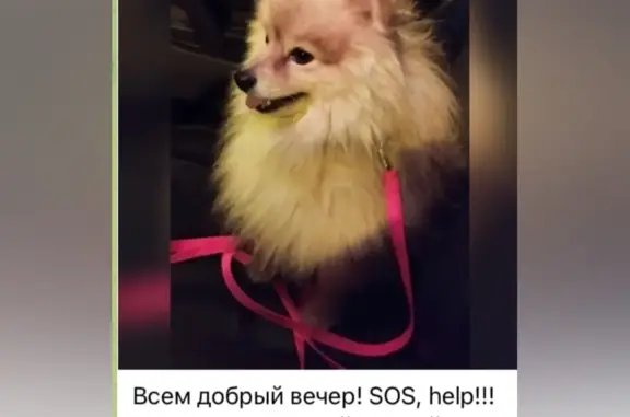 Собака найдена в Казани, Татарстан