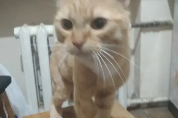 Найдена рыжая кошка в Перми, ул. Адмирала Ушакова, 20