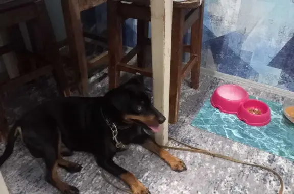 Найдена собака на Станкозаводской ул., 25, Рязань