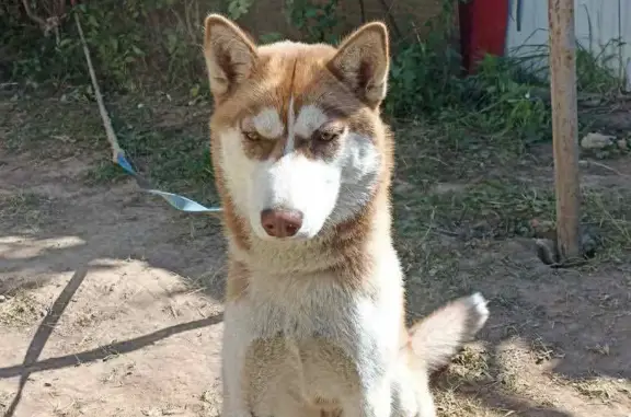 Пропала собака УМКА, 10 мес., пепельный, Пермь, Гальперина
