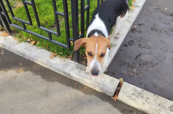 Найдена собака на Базарной улице, Оренбург