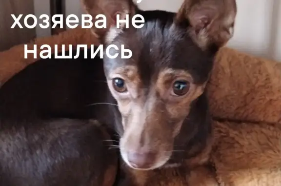 Собака Девочка, похожа на тойчика, коричневая, Мраморская ул. 30, Екатеринбург