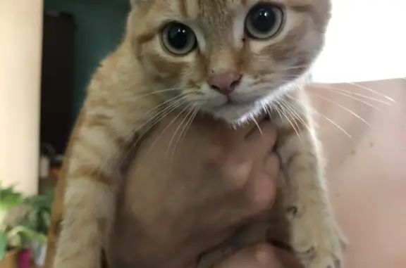 Найдена кошка Мальчик в Кудымкаре, Пермский край