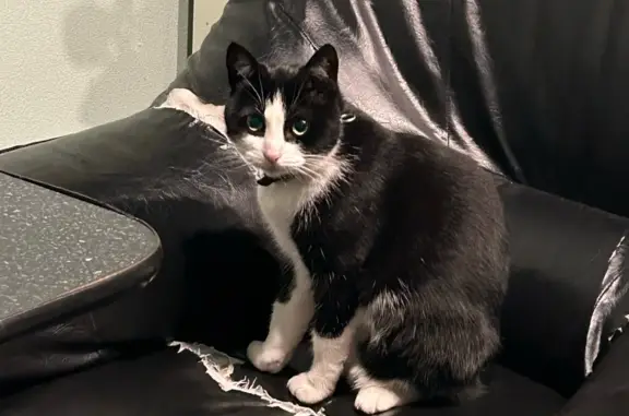 Найдена кошка: черно-белый котик, пр. Маршала Жукова, СПб