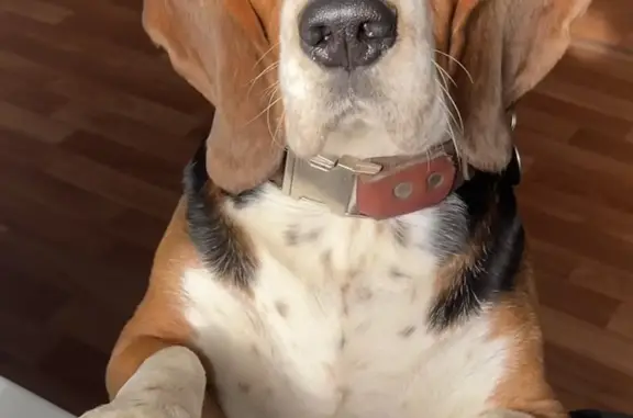 Собаки потеряшки, , фото: Потеряшка собака Билль, 2 года, триколор, адрес: Ковардицкое сельское поселение, Владимирская обл.