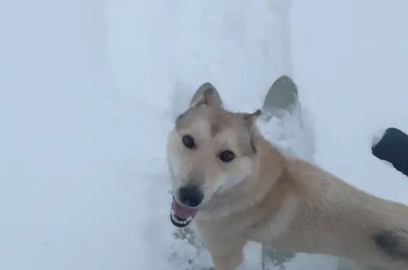 Пропала собака Лайка на трассе Кемерово-Новосибирск