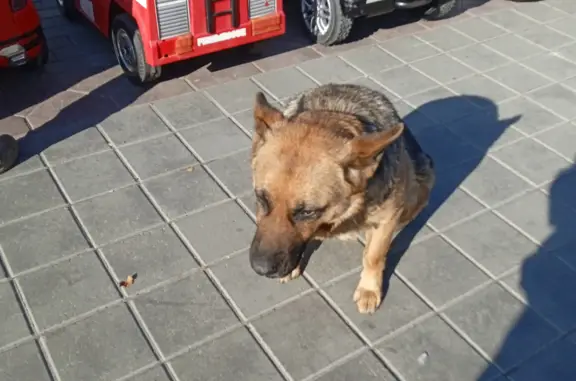 Собака найдена: Мало-Тобольская ул., 25Б, Барнаул
