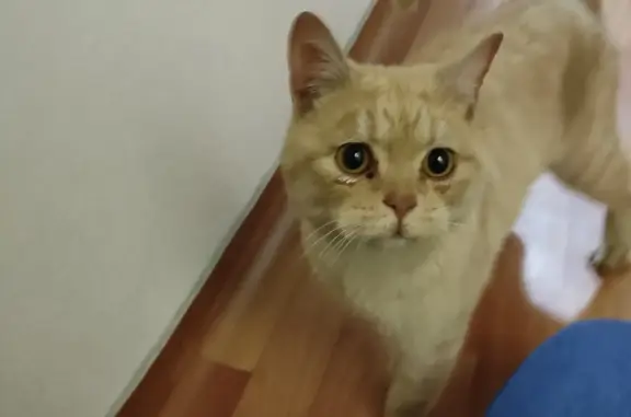 Найден рыжий кот на ул. Подзолкова, 5Б, Красноярск