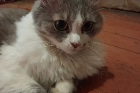 Пропала кошка Алиса в Уфе, Башкортостан