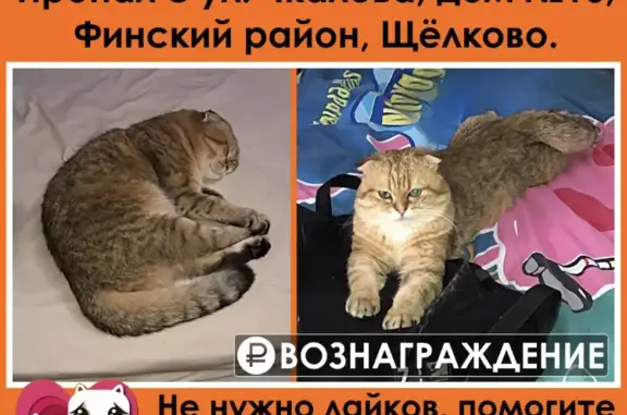 Пропала кошка на ул. Чкалова, Щёлково. Кличка Кроша. Нужна помощь!