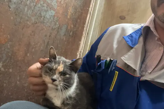 Найдена ухоженная кошка на ул. Кржижановского, 29 к6, Москва