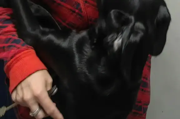 Пропала черная собака Мальчик, Московская область