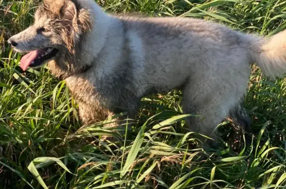 Пропала собака на ул. Емельянова, 33Б, Южно-Сахалинск