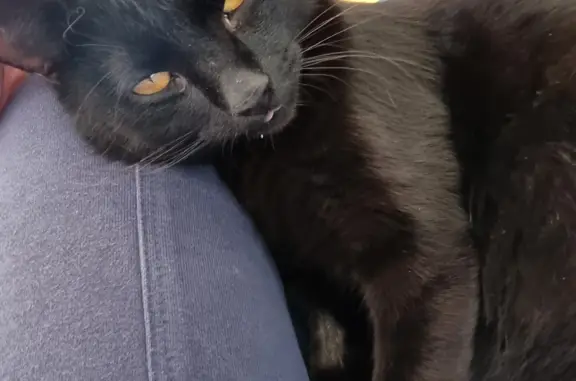 Найдена кошка Кот, черный, глаза желтые, пр. Губкина, 1