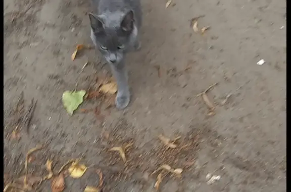 Найдена кошка на ул. Усиевича, 5А, Нижний Новгород
