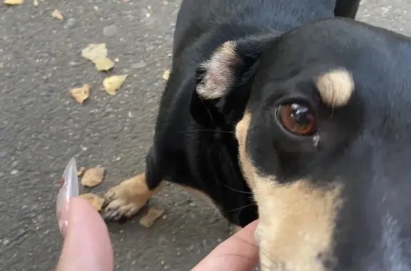 Собака Такса найдена на Алтайской улице, 153