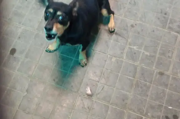 Найдена собака Помесь таксы на ул. Красных Партизан