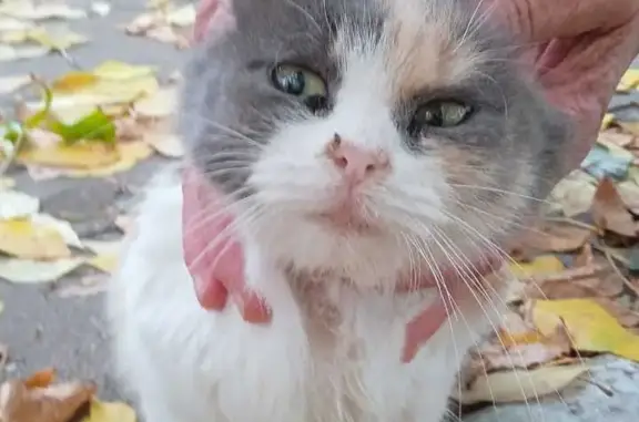 Найдена кошка на ул. 40-летия Победы, 26, Ульяновск