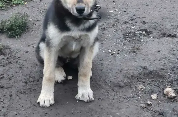 Пропала собака в Находке, Приморский край