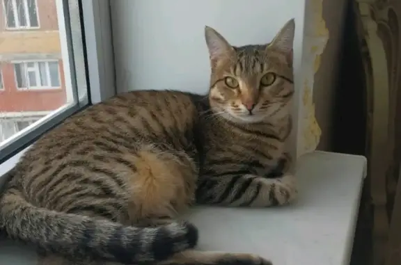 Пропал кот похож на бенгала, ул. Каммаева, 4, Махачкала