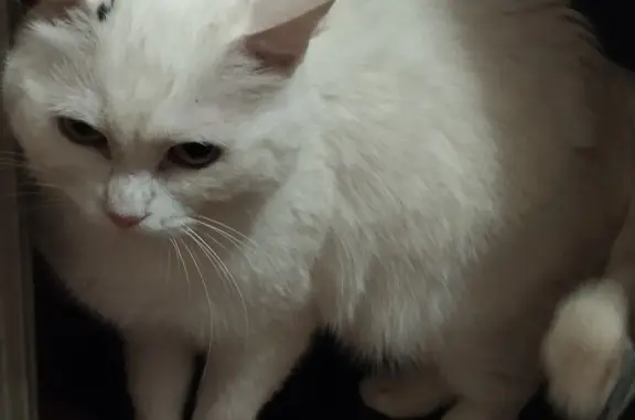 Кошки потеряшки, Санкт-Петербург, фото: Потеряшка кошка 