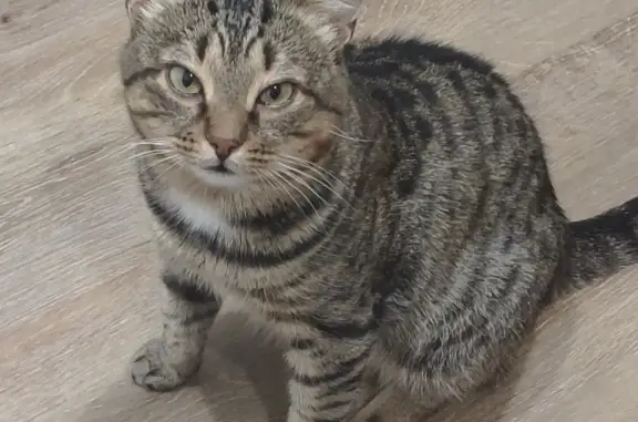 Потерянные животные Омск, фото: Пропала кошка: серая, с полосками, белый галстучек. Бульвар Архитекторов, Омск.
