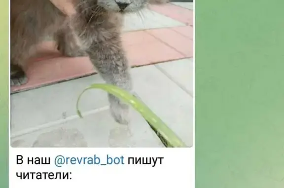 Найдена кошка у дома на ул. Павла Зыкина, 7А, Ревда