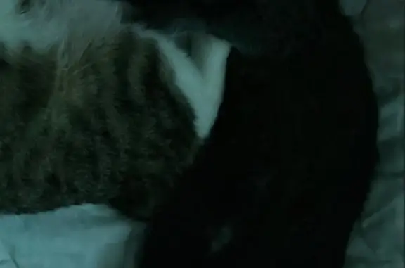 Пропала кошка Грэй в Москве, СВАО