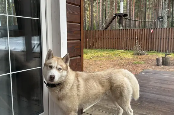 Собака Хаски прибилась к дому в Эссойле