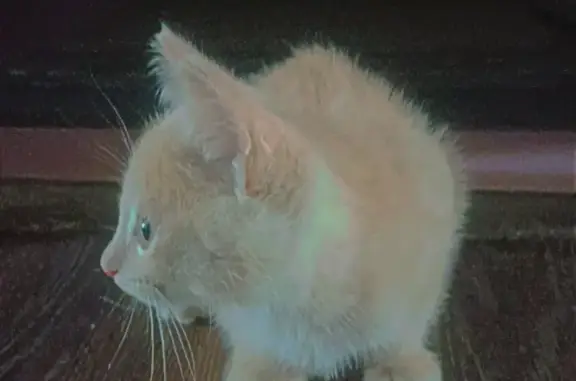 Пропала кошка Батон в Анжеро-Судженске