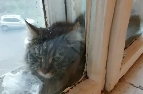 Найдена кошка: Пермь, Судозаводская ул., 18