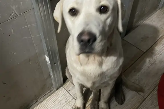 Найденные животные Уфа, фото: Найдена собака Лабрадор на ул. Мусы Джалиля, 115, Уфа