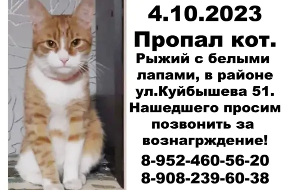 Пропала кошка на ул. Куйбышева 51, Нижний Новгород
