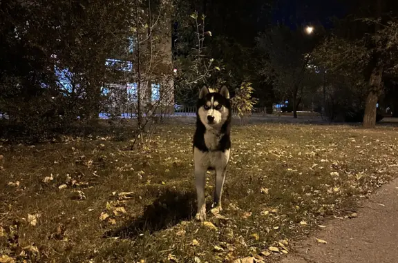 Найдена собака породы хаски в Волгограде